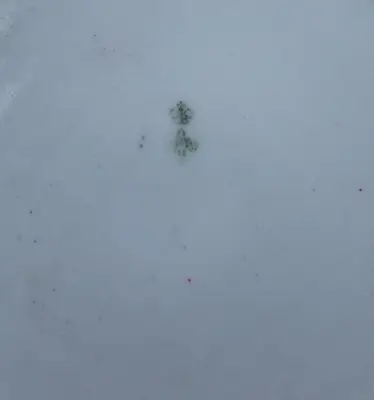 ���-������ "�������" - ������� � ������� � ����������� ������� �016375